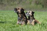 BORDER TERRIER 047